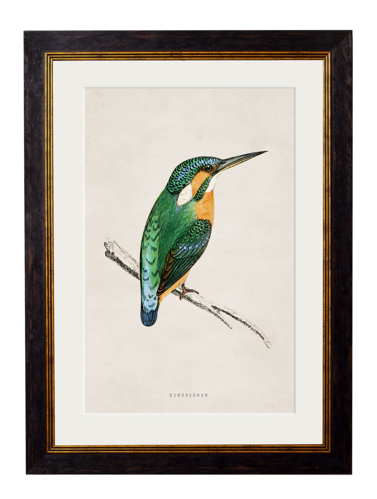 Kingfisher & Bee Eater