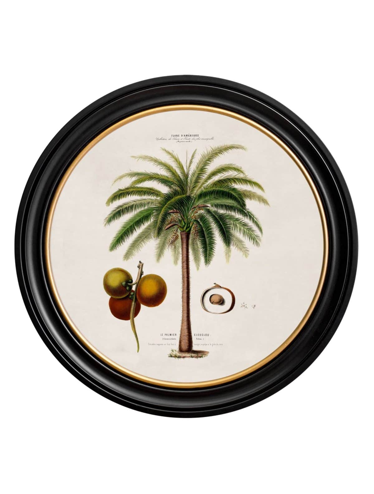 Macaw Palm - Round Frame