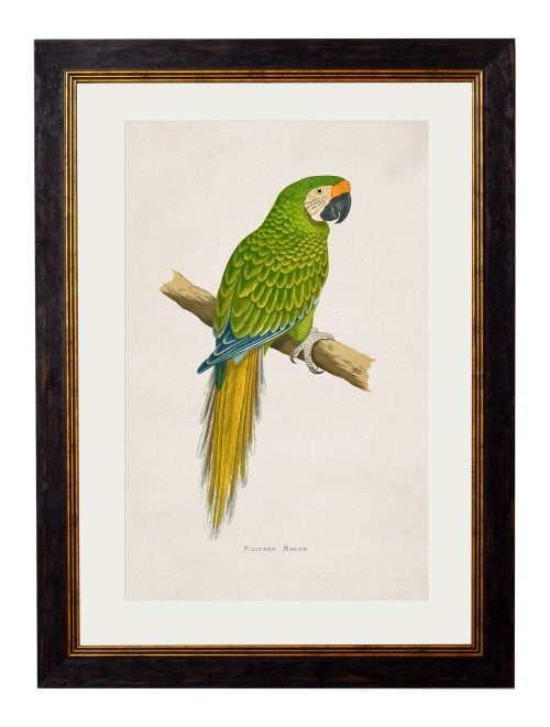 Macaws
