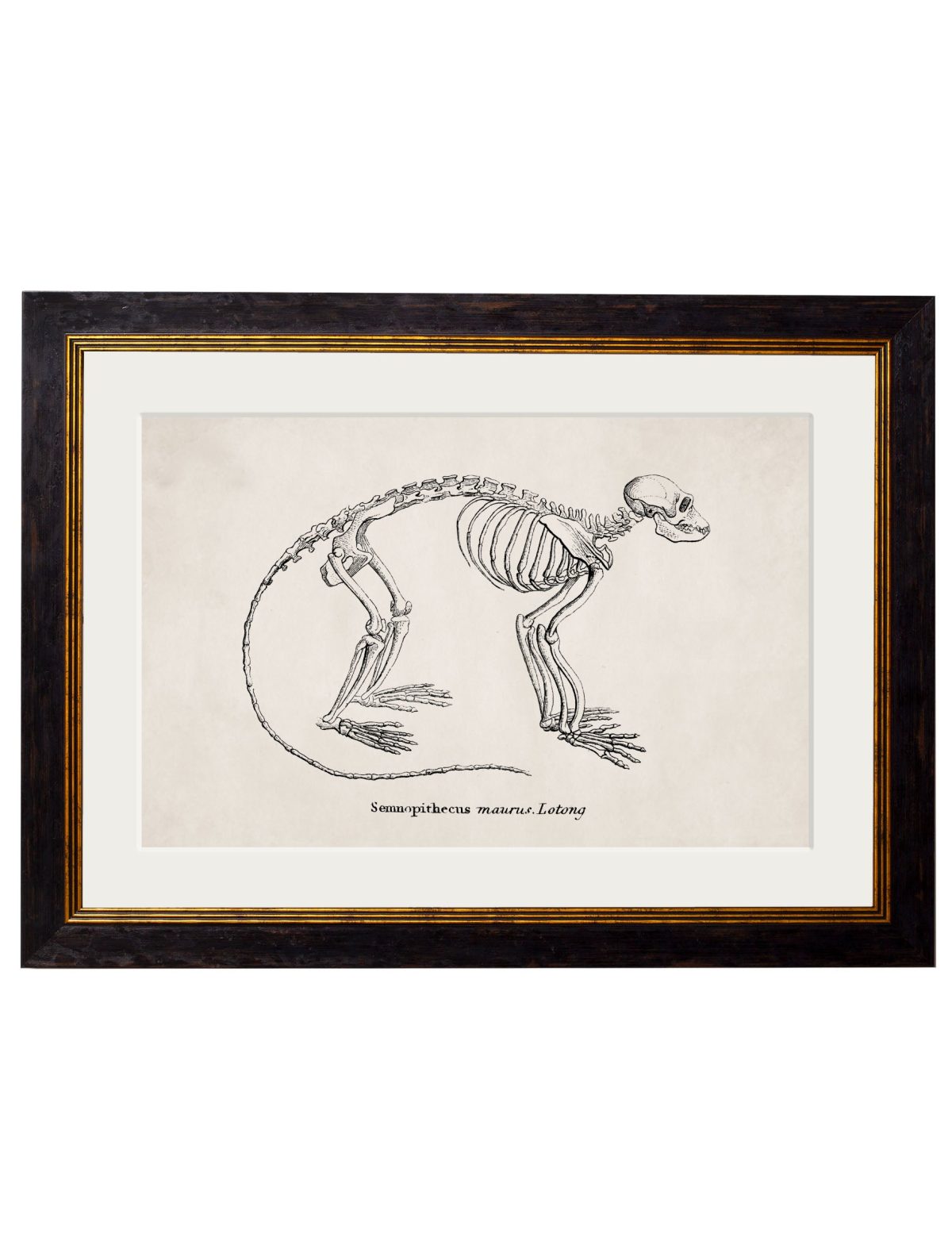 WALL-ART-1870-Primate-Skeleton