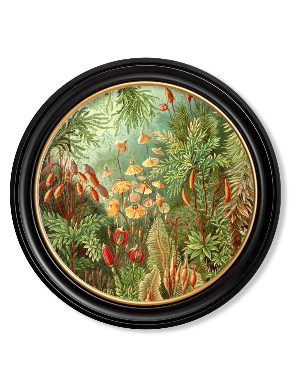 Haeckel Flora and Fauna - Round Frames