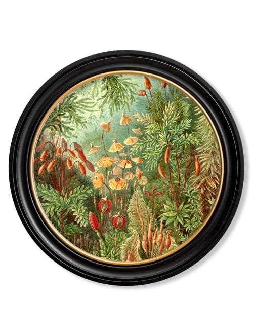 Haeckel Flora and Fauna - Round Frames