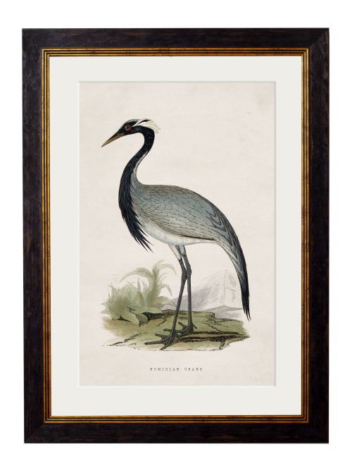 British Wading Birds
