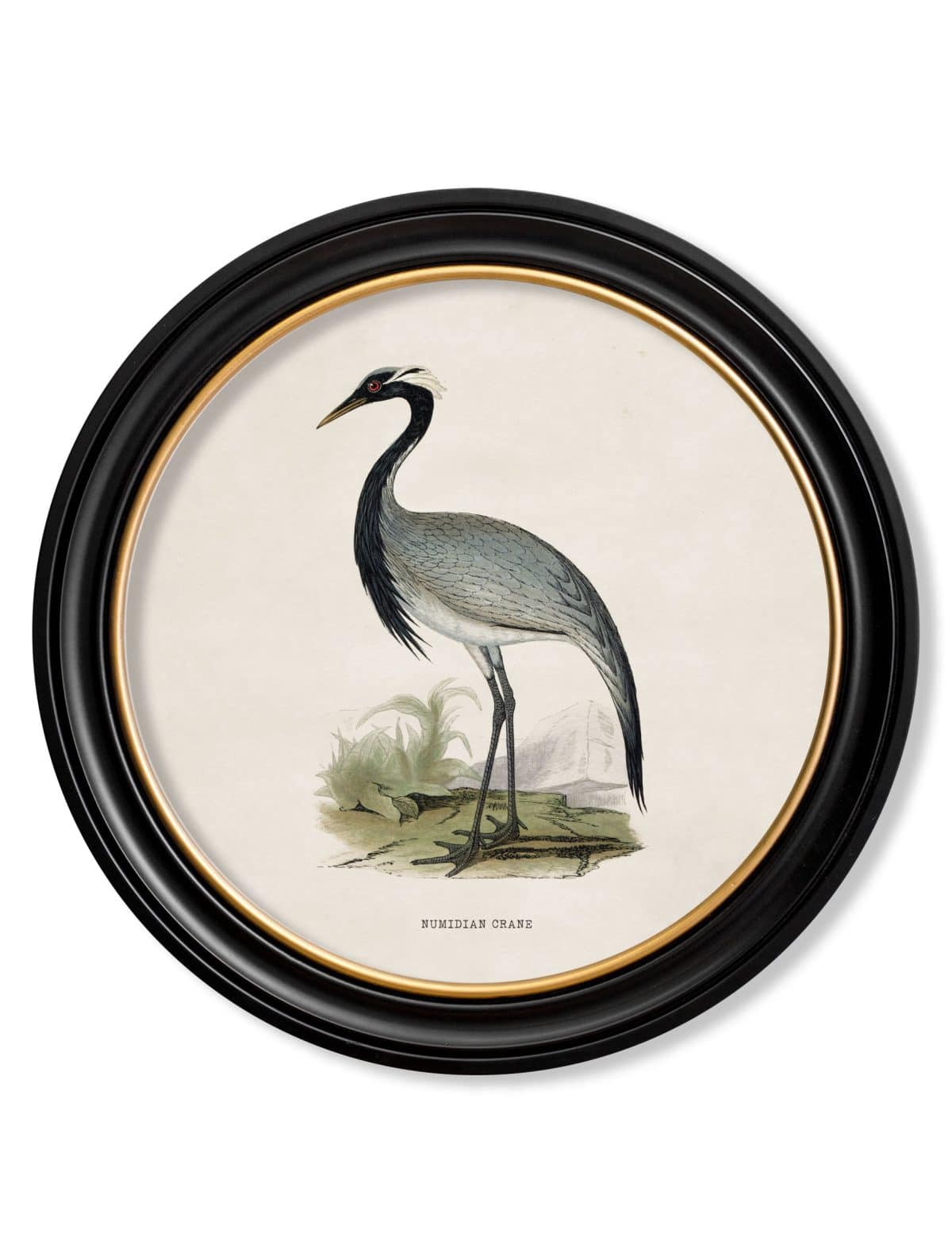 Wading Birds in Round Frames