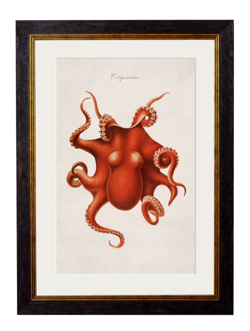 Collection of Marine Animals