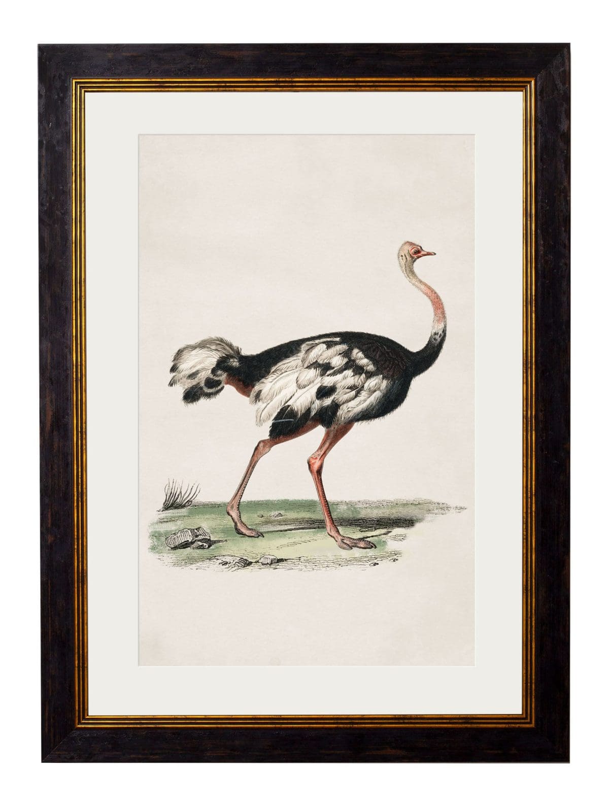 Ostrich