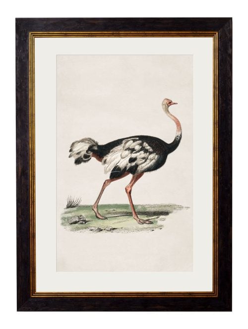 Ostrich