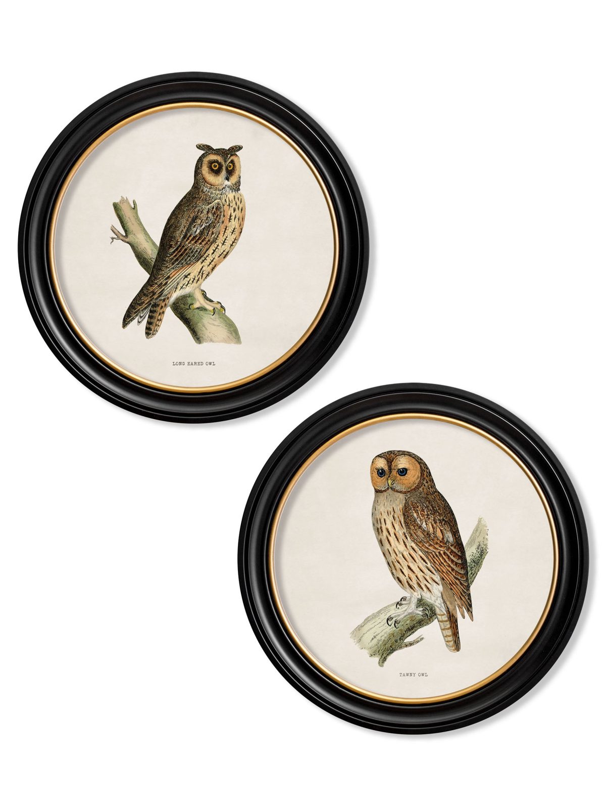 British owls in Round Frames