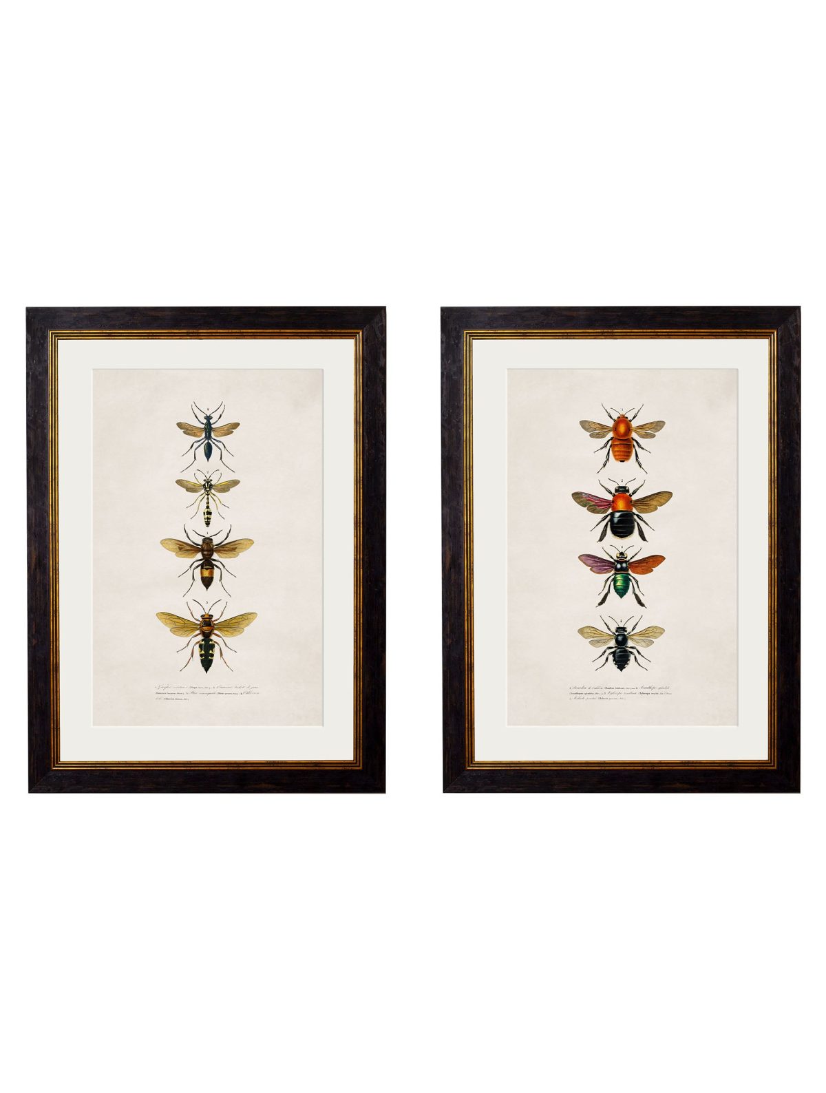 Bees and Wasps