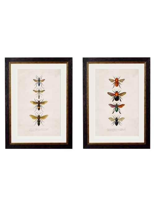 Bees and Wasps