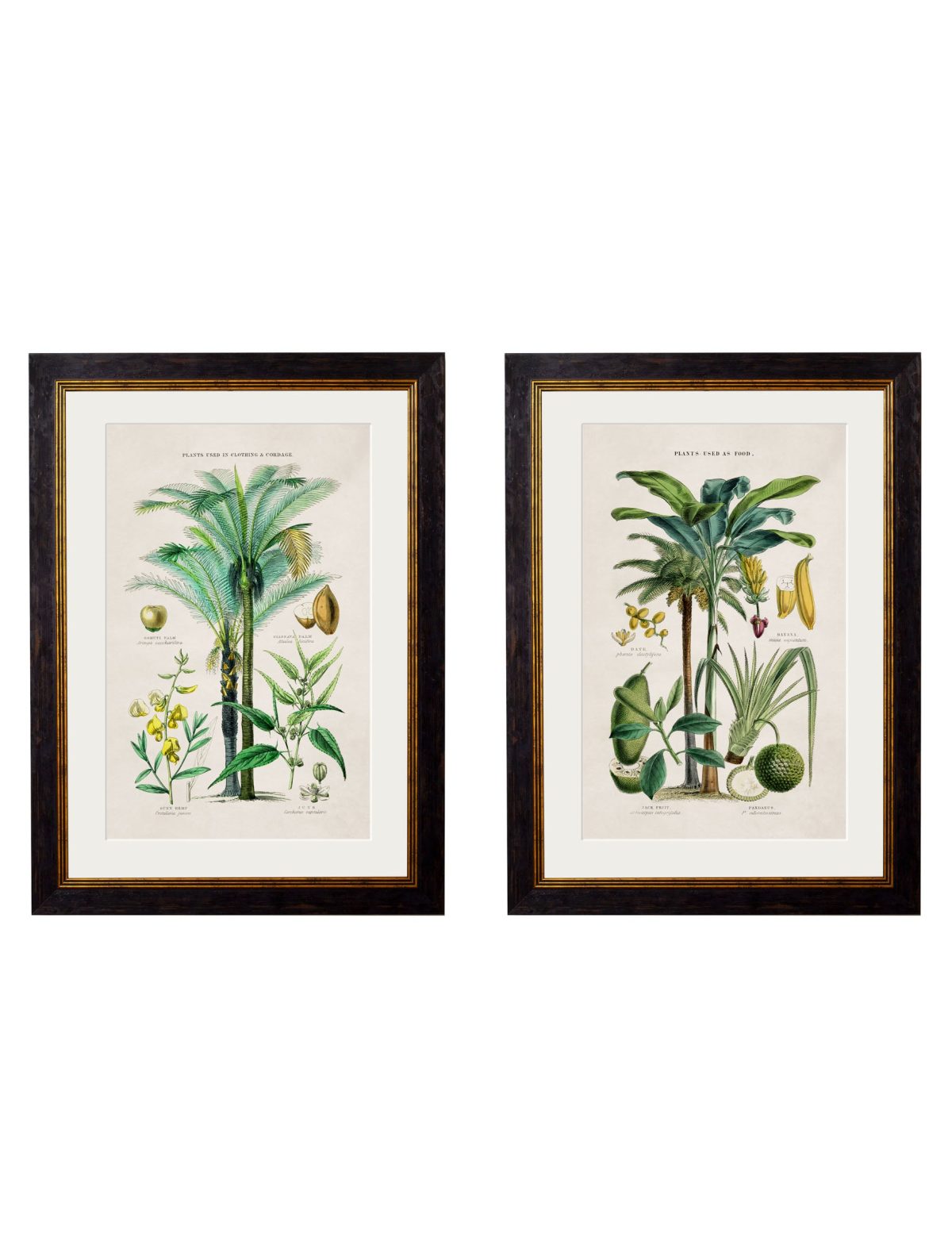 Tropical Plants Used as Food and Clothing