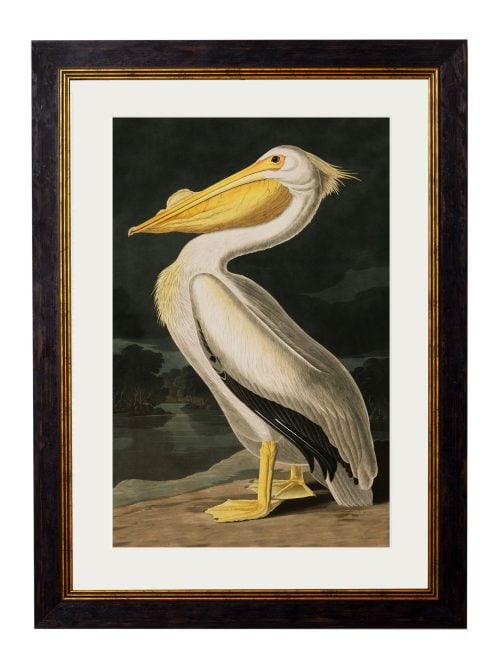Audubon's Birds of America
