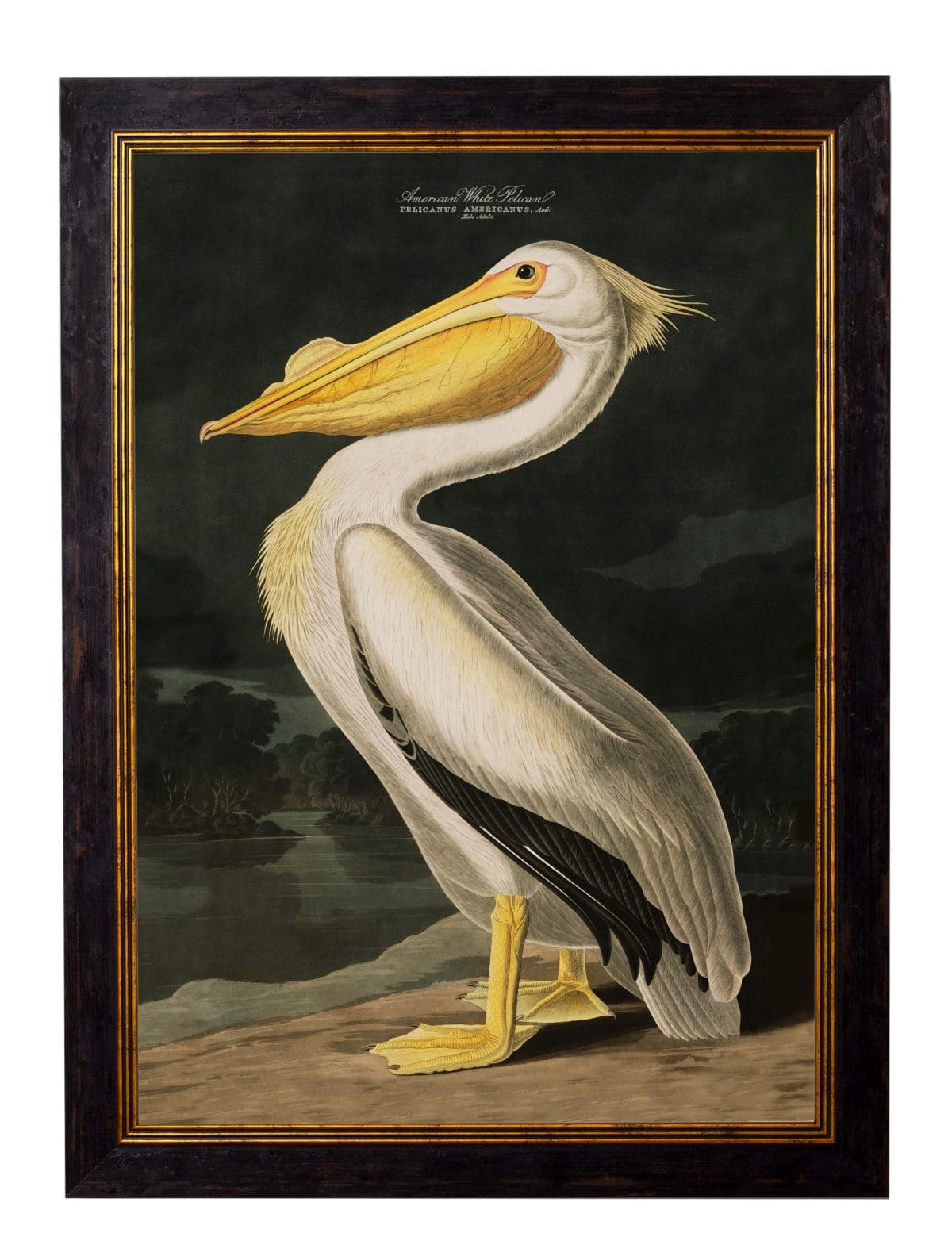 Audubon's Birds of America