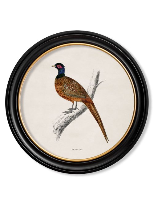 British Birds in Round Frames