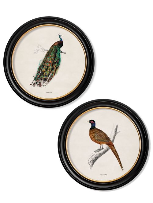 British Birds in Round Frames