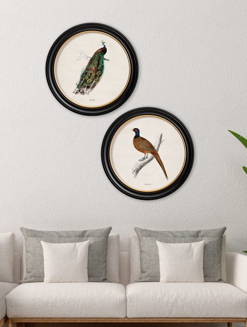 British Birds in Round Frames