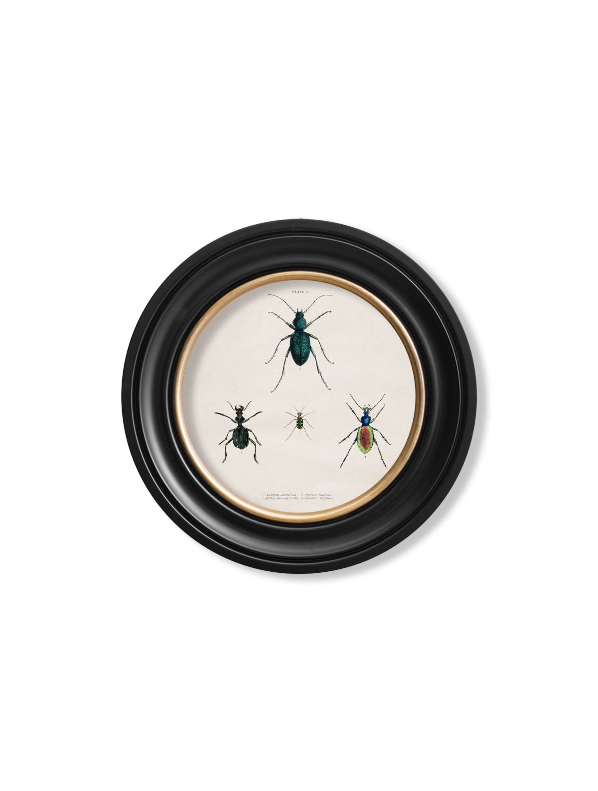 Beetle Plates - Round Frame