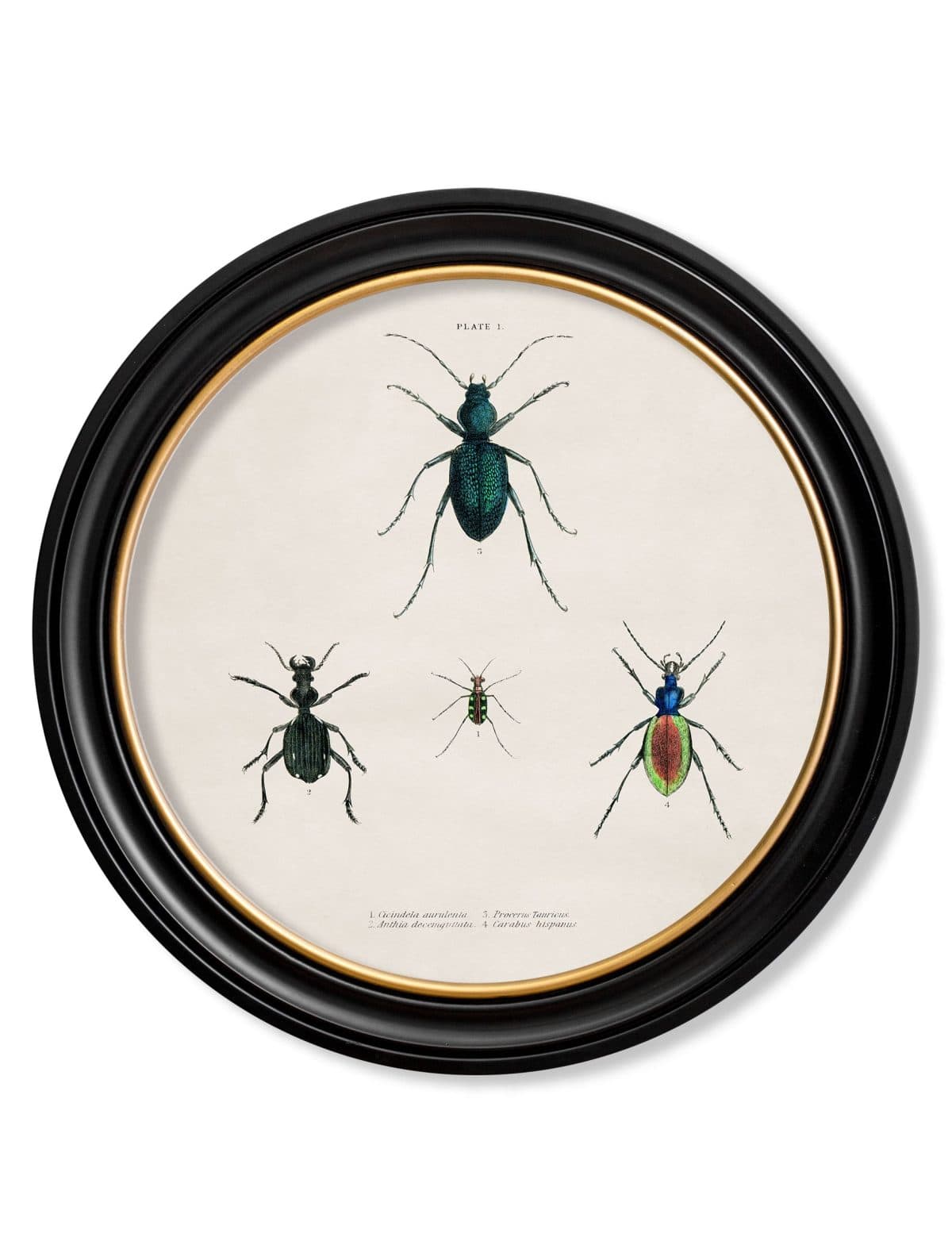 Beetle Plates - Round Frame