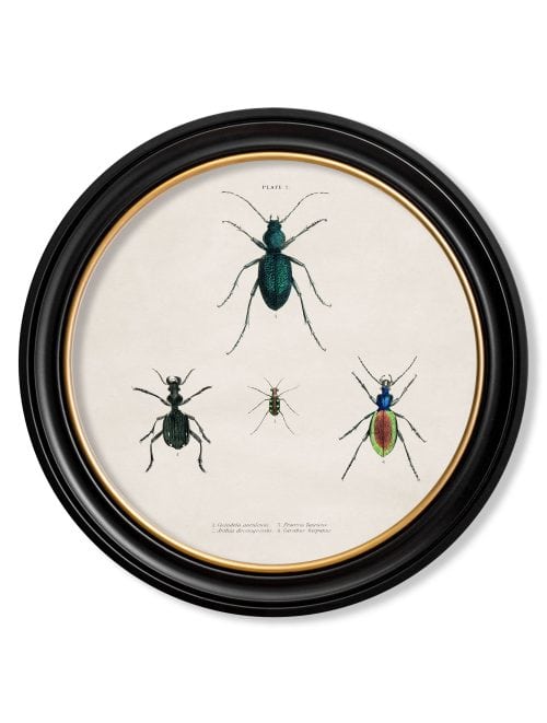 Beetle Plates - Round Frame