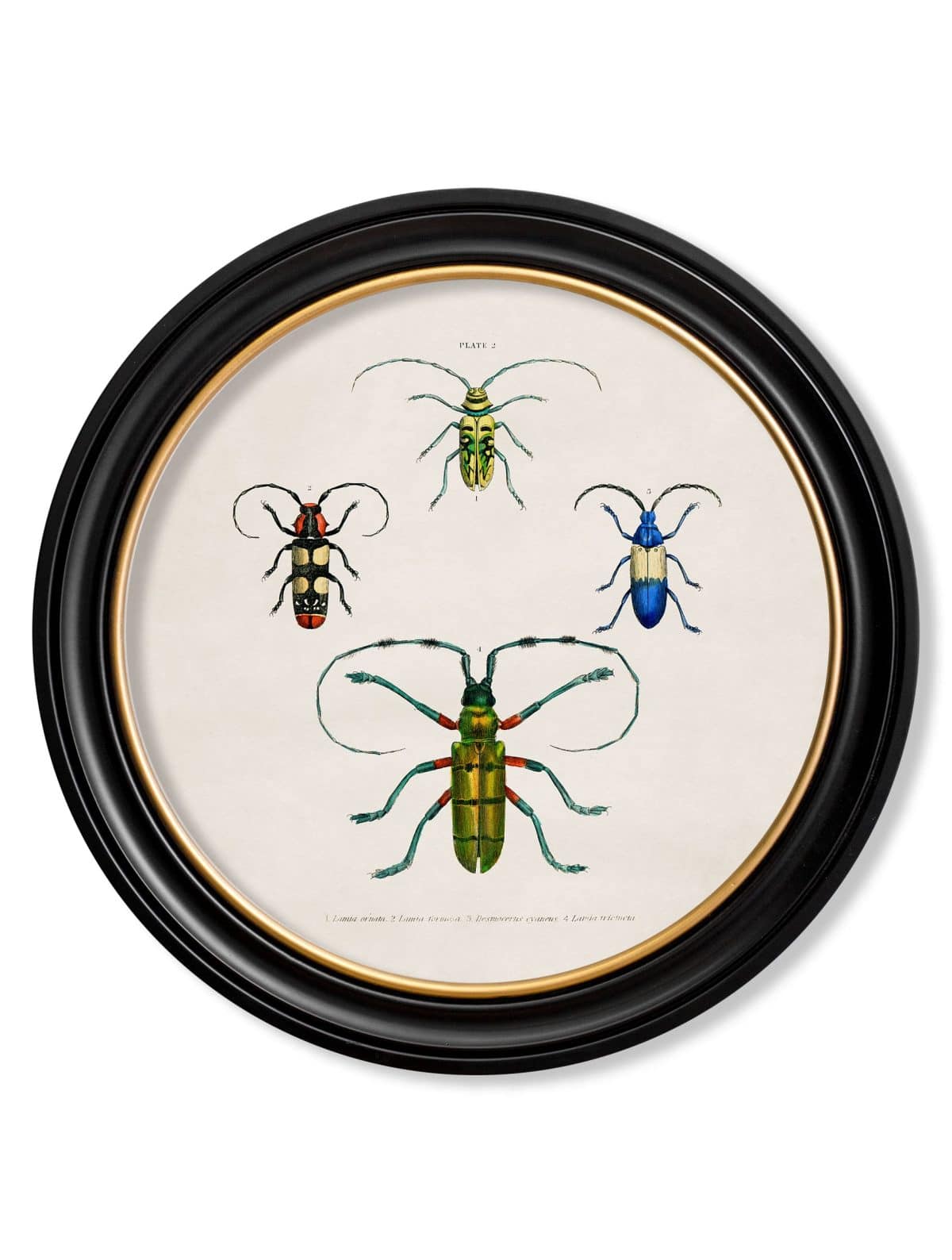Beetle Plates - Round Frame