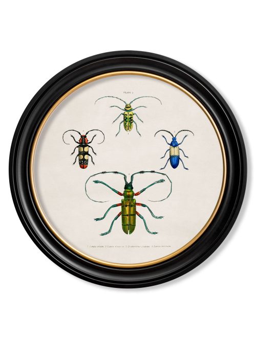 Beetle Plates - Round Frame