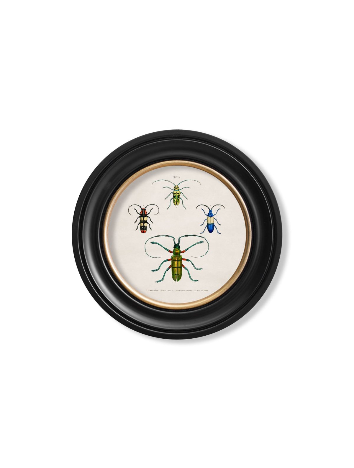 Beetle Plates - Round Frame