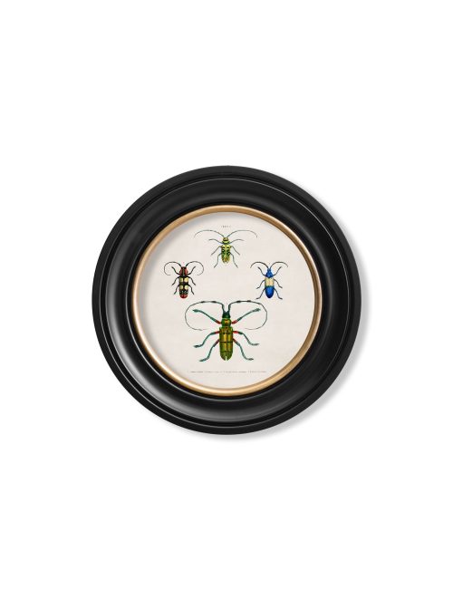 Beetle Plates - Round Frame