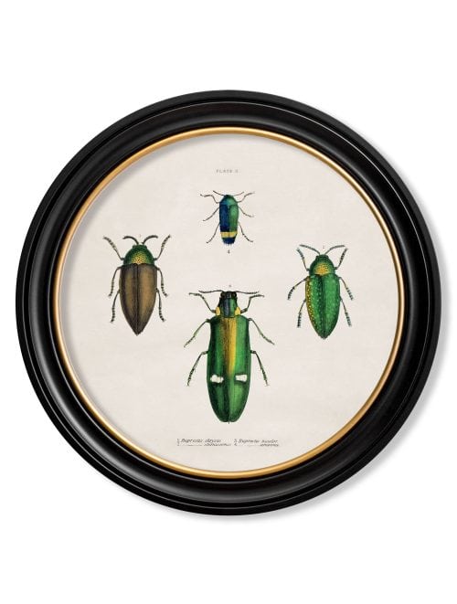 Beetle Plates - Round Frame