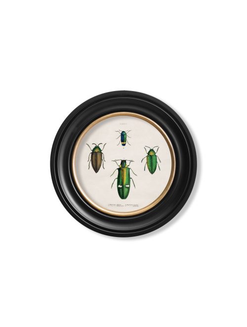 Beetle Plates - Round Frame