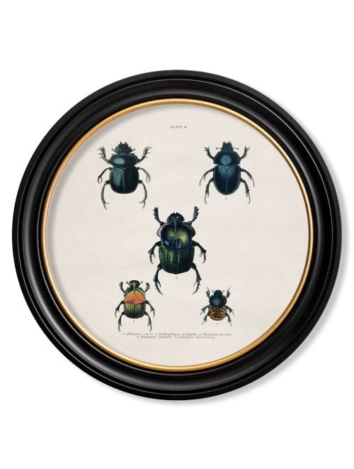 Beetle Plates - Round Frame