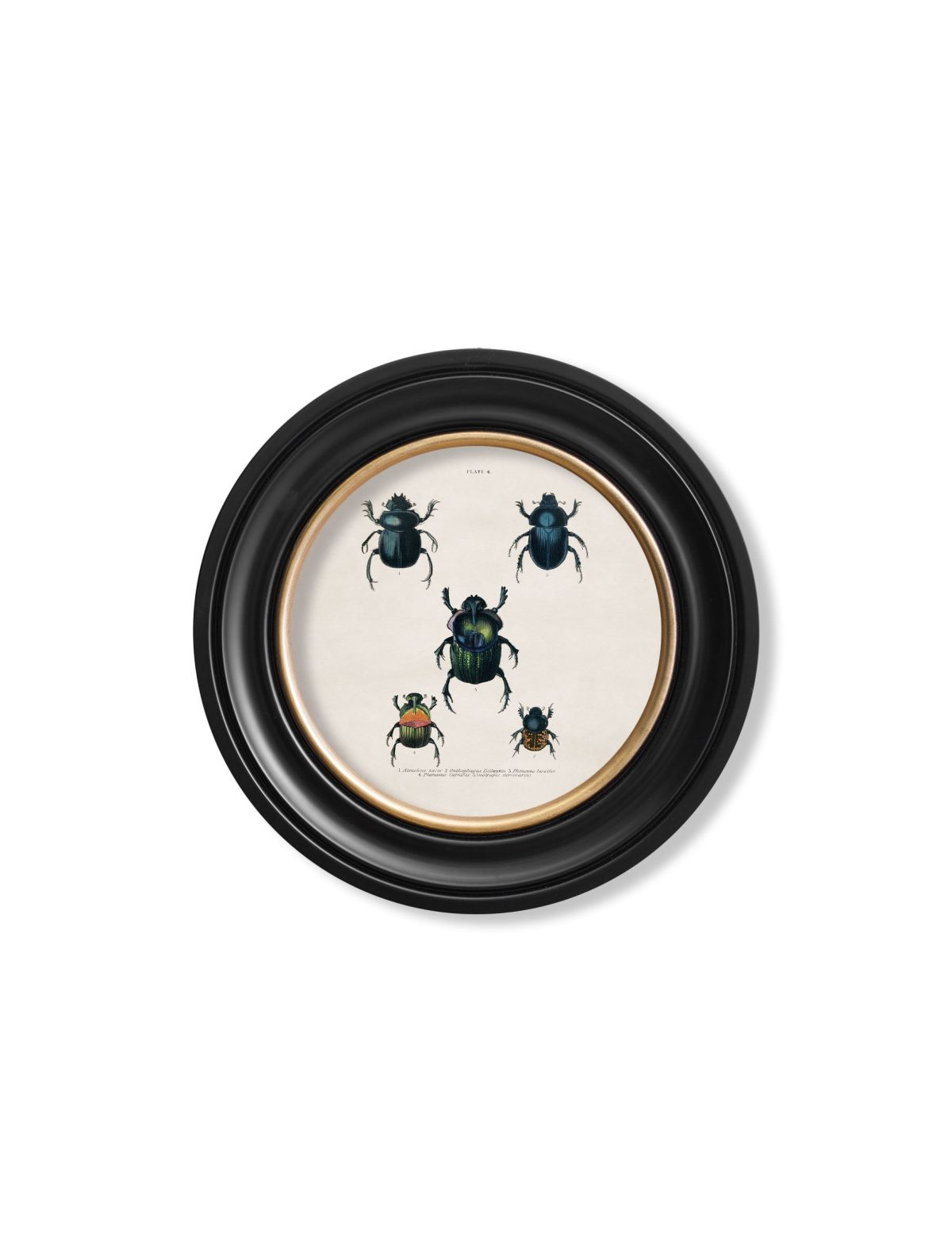Beetle Plates - Round Frame