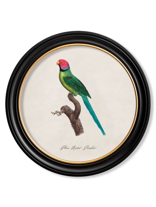 Collection of Parrots in Round Frames 1