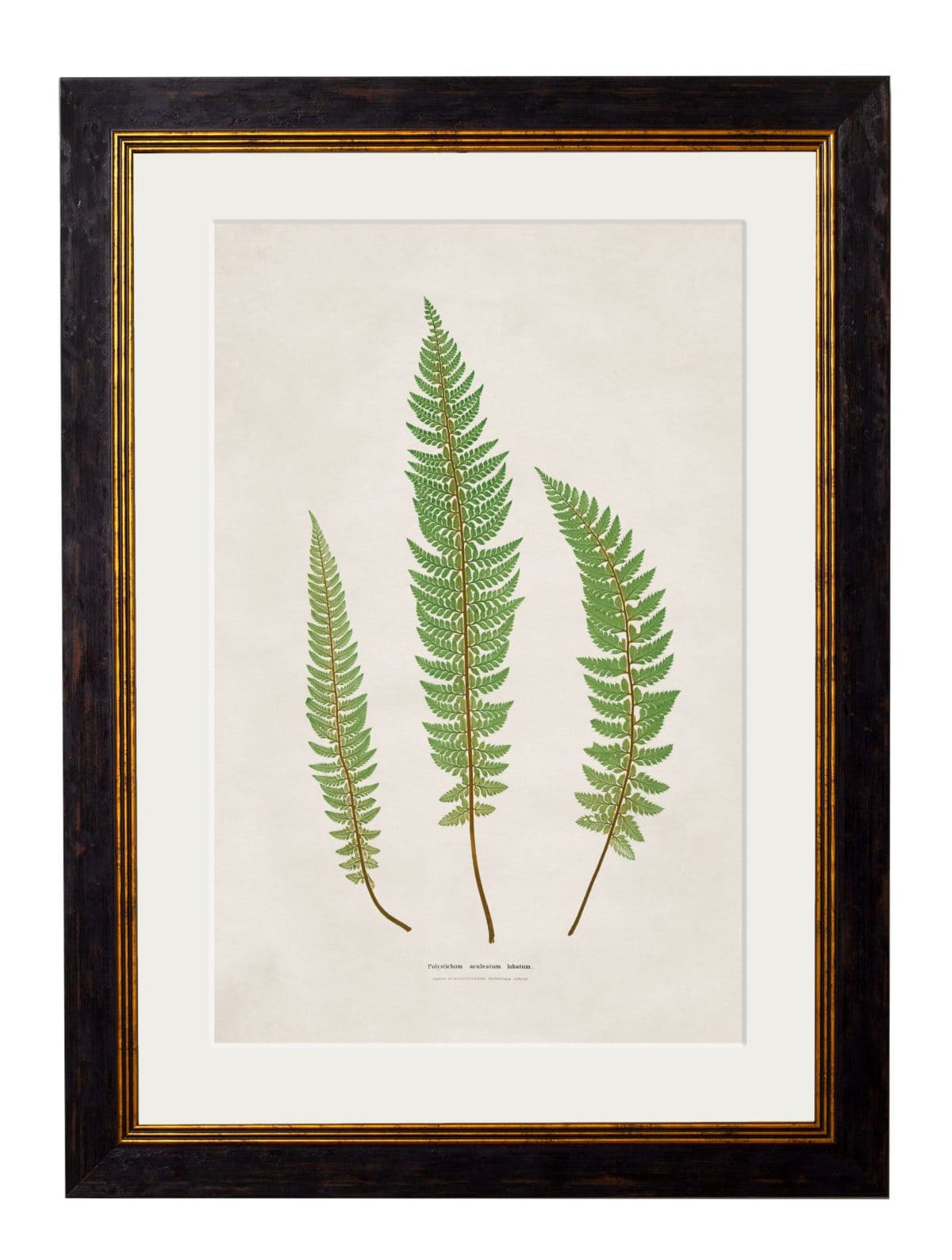 Collection of Ferns