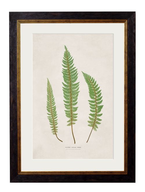 Collection of Ferns