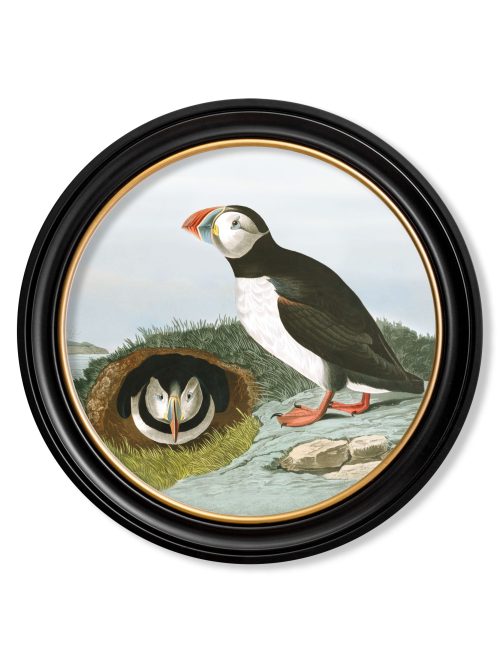 Audubon's Puffins - Round Frame