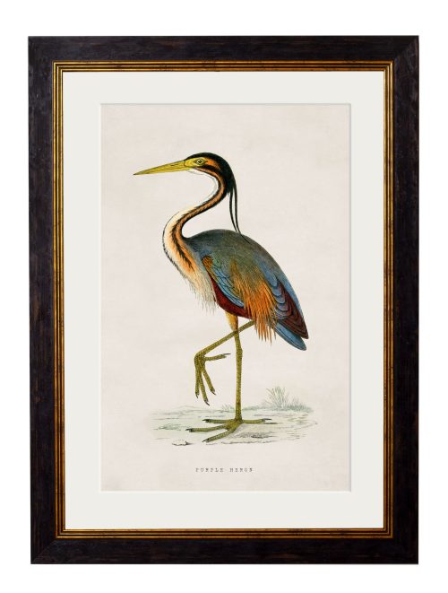 British Wading Birds