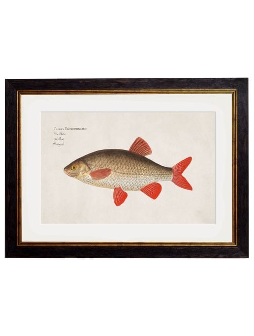 Fresh Water Fish Artwork