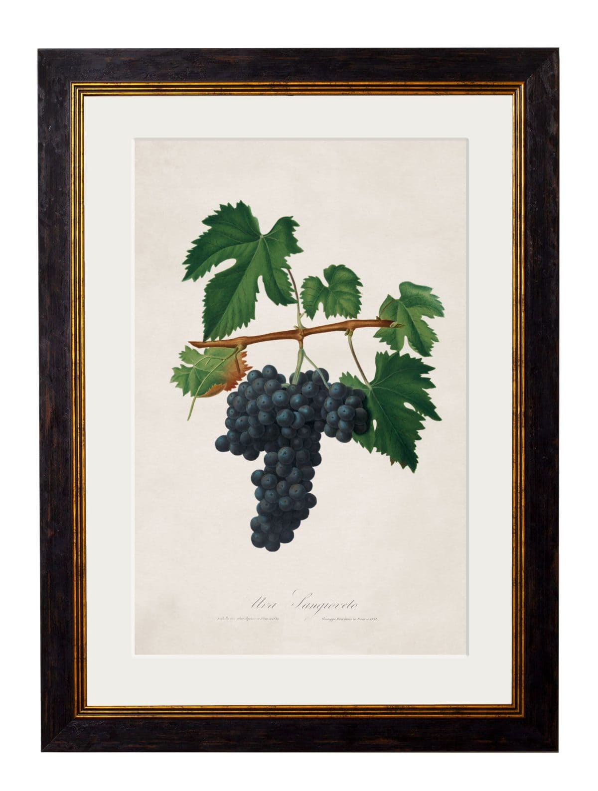 Collection of Botanical Grapes