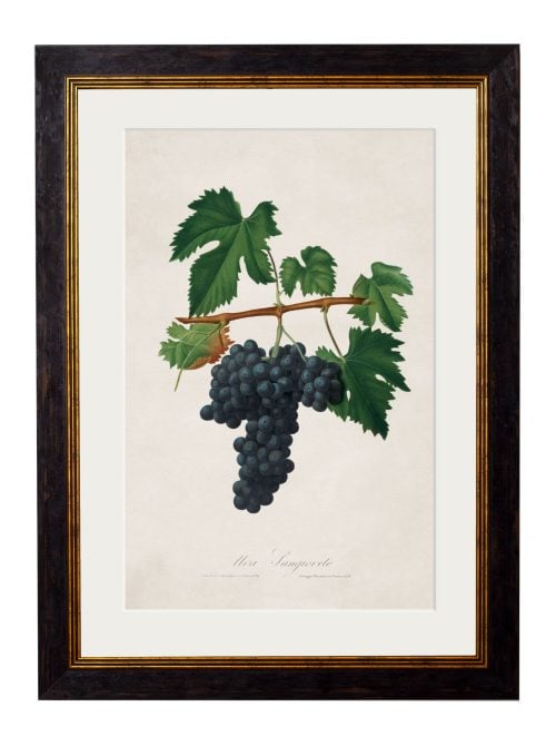 Collection of Botanical Grapes