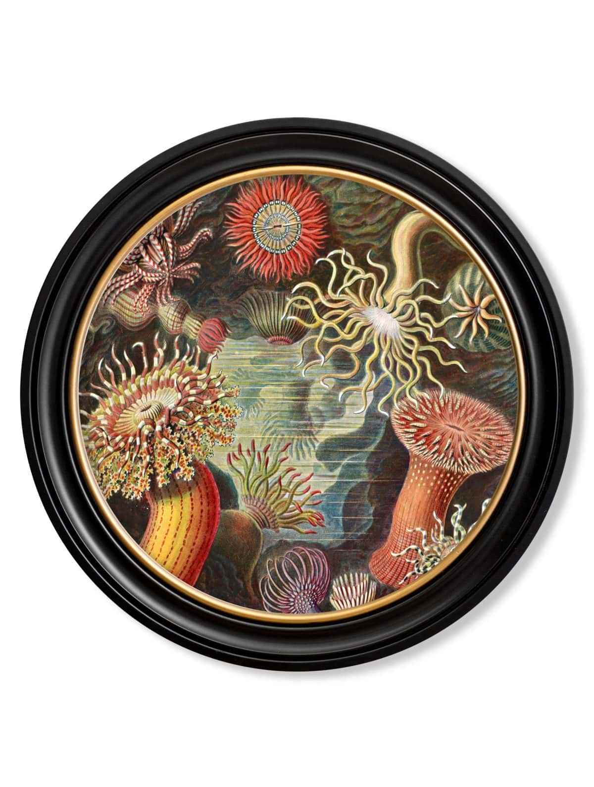 Haeckel Flora and Fauna - Round Frames