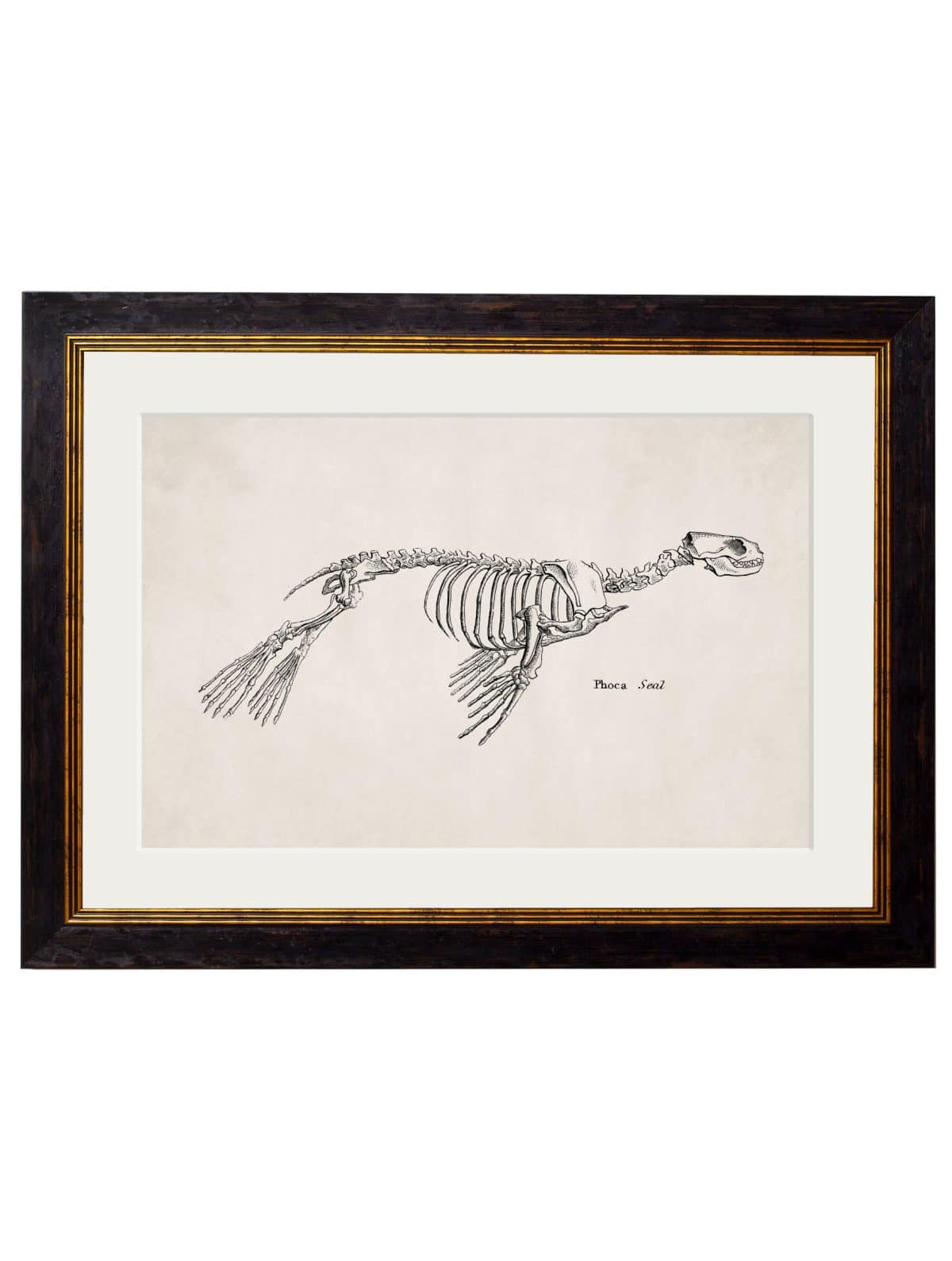 WALL-ART-1870-Seal-Skeleton