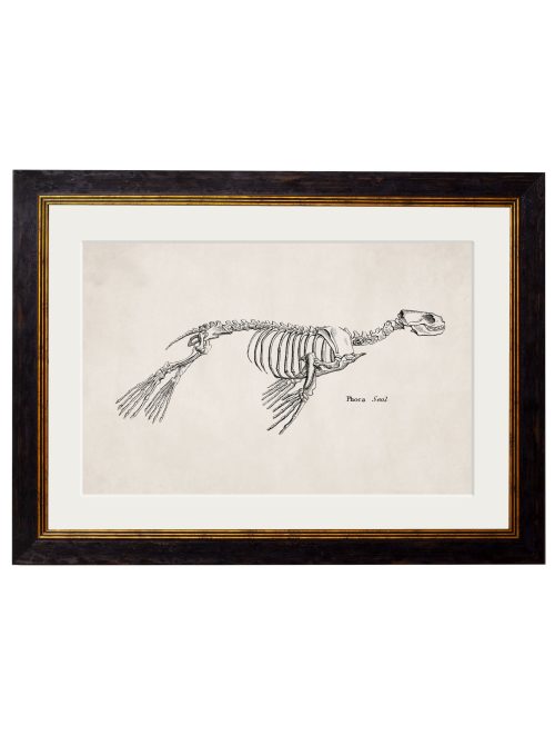 WALL-ART-1870-Seal-Skeleton
