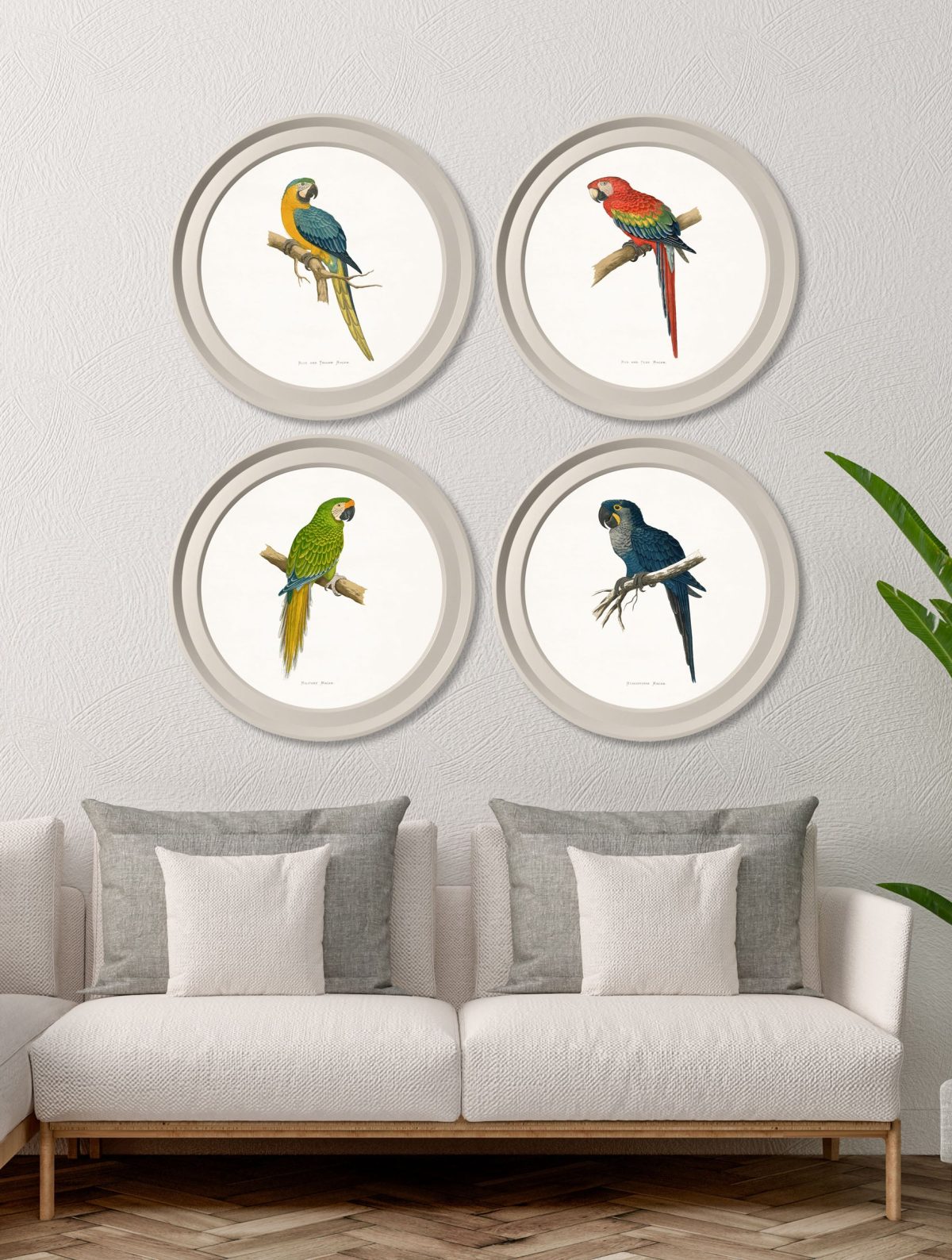 Collection of Macaws in Light Round Frames