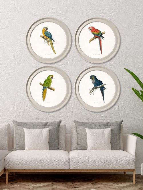 Collection of Macaws in Light Round Frames