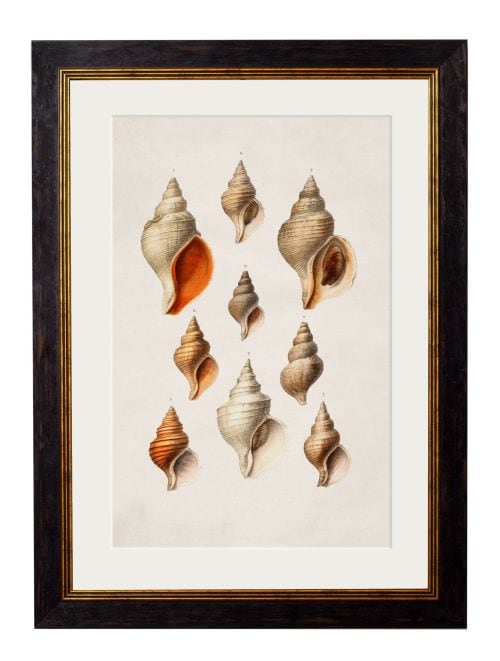 Studies of Shells