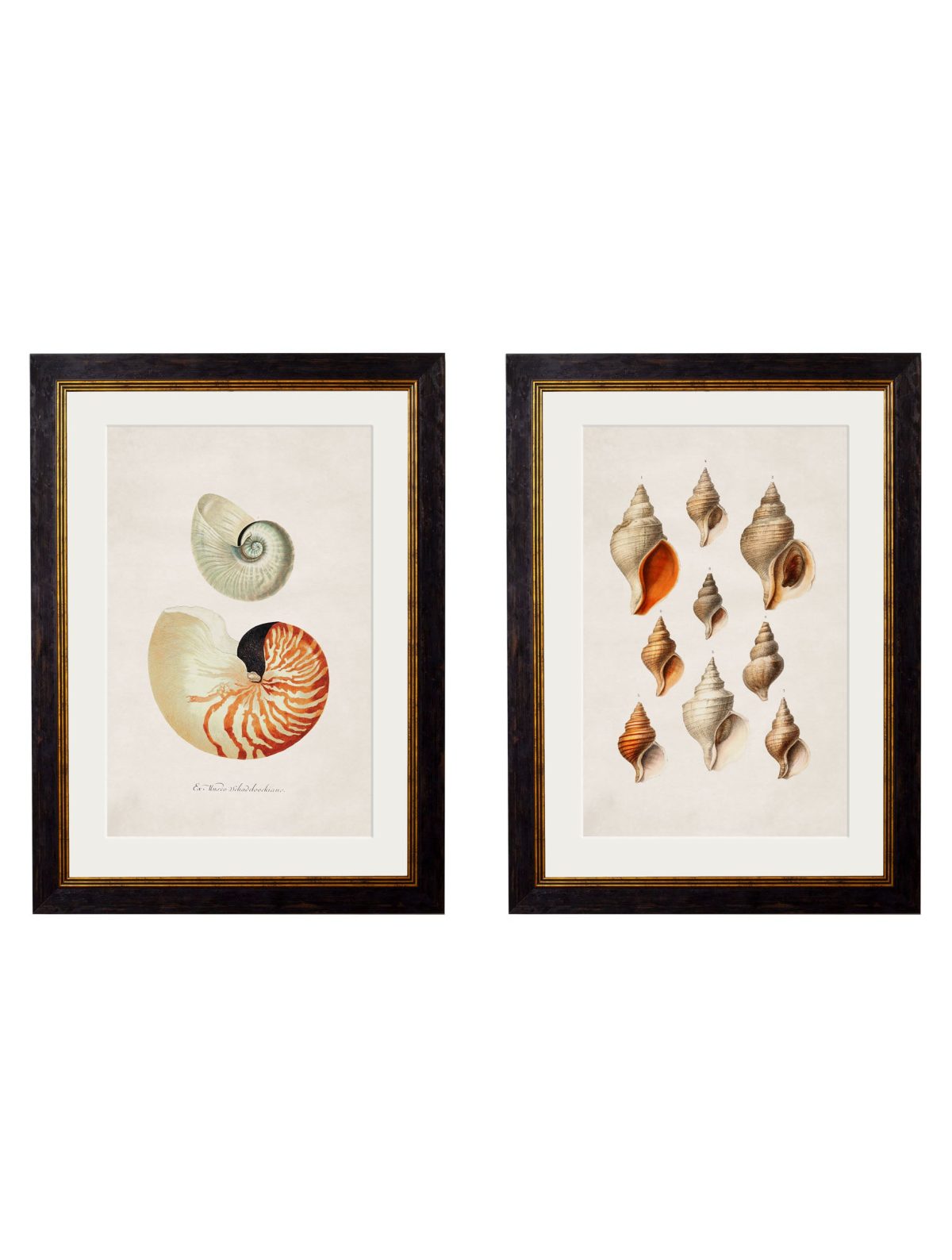 Studies of Shells
