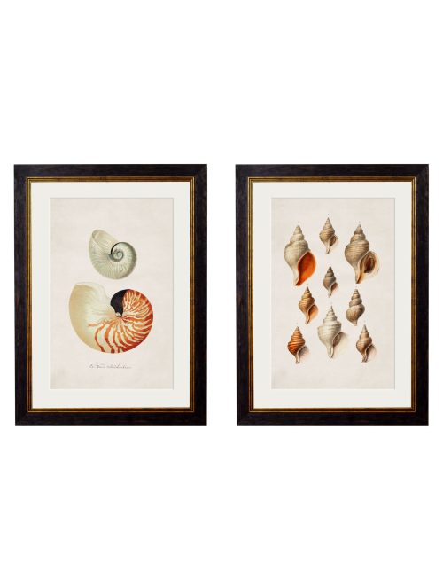 Studies of Shells