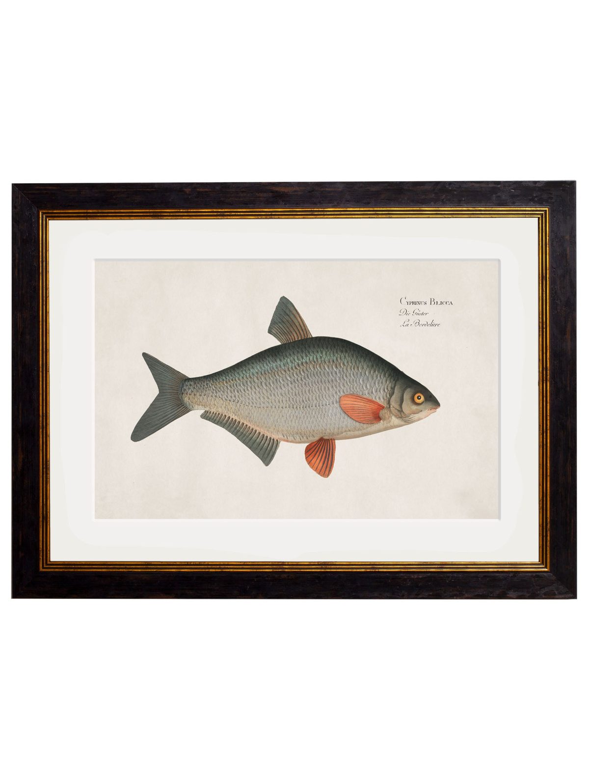 Fresh Water Fish Artwork