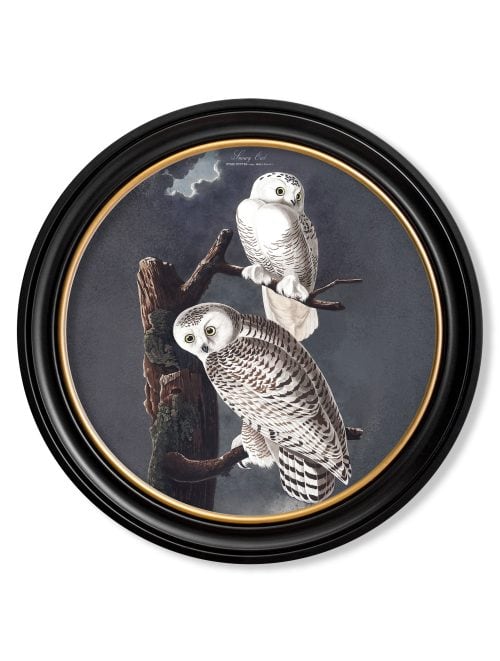 Audubon's Owls - Round Frame