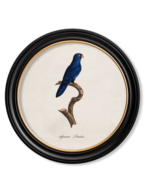 Collection of Parrots in Round Frames 1